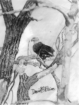Bald Eagle