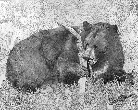 Black Bear
