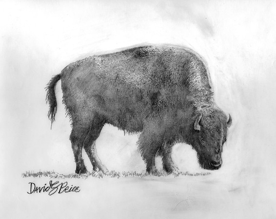 Midwestern Bison