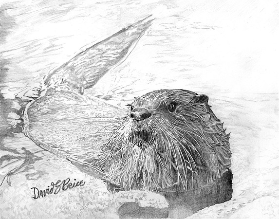 River Otter