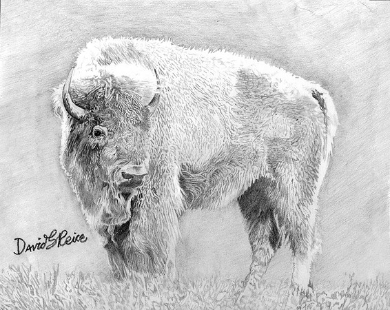 White Bison